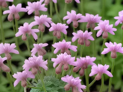 Fumitory (Fumaria Schleicheri)