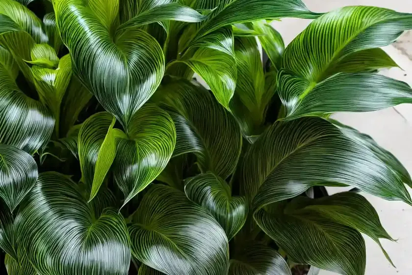 Furry feather calathea (goeppertia rufibarba) — photo 2