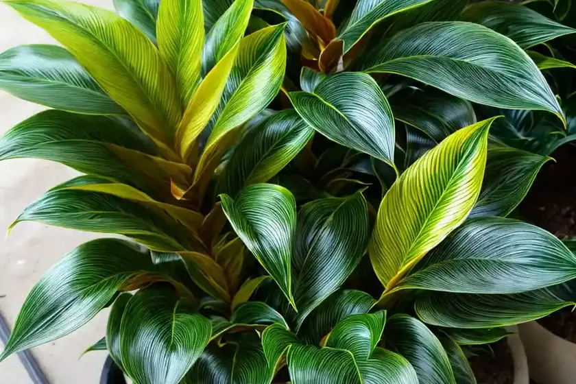 Furry feather calathea (goeppertia rufibarba) — photo 3