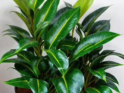 Furry Feather Calathea (Goeppertia Rufibarba)