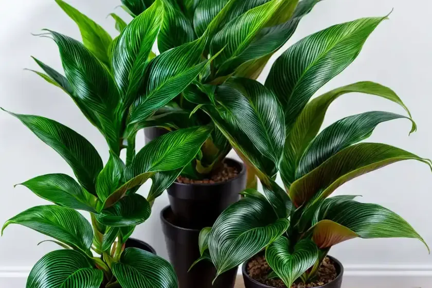 Furry feather (calathea rufibarba) — photo 3