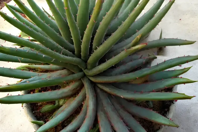 Fynbos aloe (aloe succotrina) — photo 2
