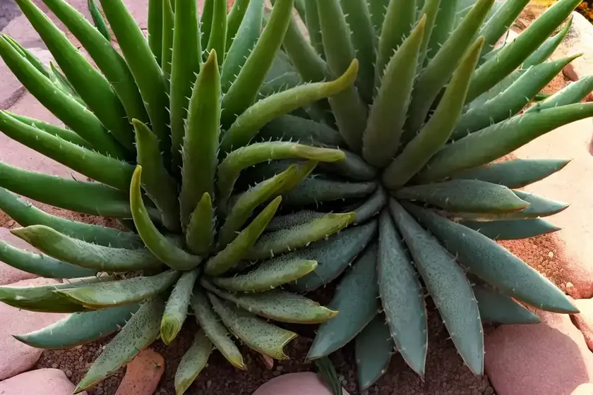 Fynbos aloe (aloe succotrina) — photo 3