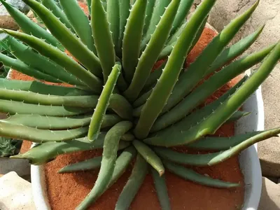 Fynbos Aloe (Aloe Succotrina)
