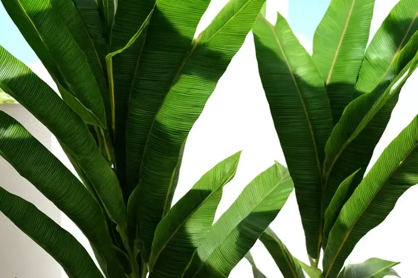 Galanga (alpinia galanga) — photo 2