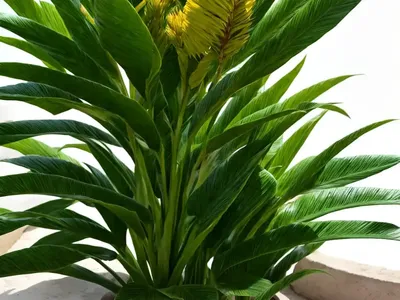 Galanga (Alpinia Galanga)