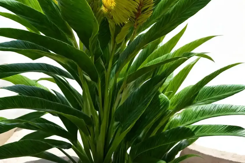 Galanga (alpinia galanga)