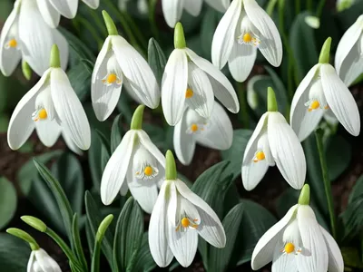 Galanthus ‘Lady Beatrix Stanley’ (Snowdrop)