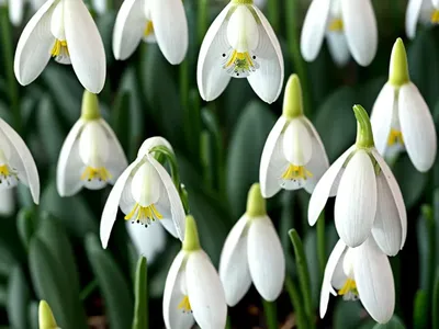 Galanthus ‘S. Arnott’ (Snowdrop)