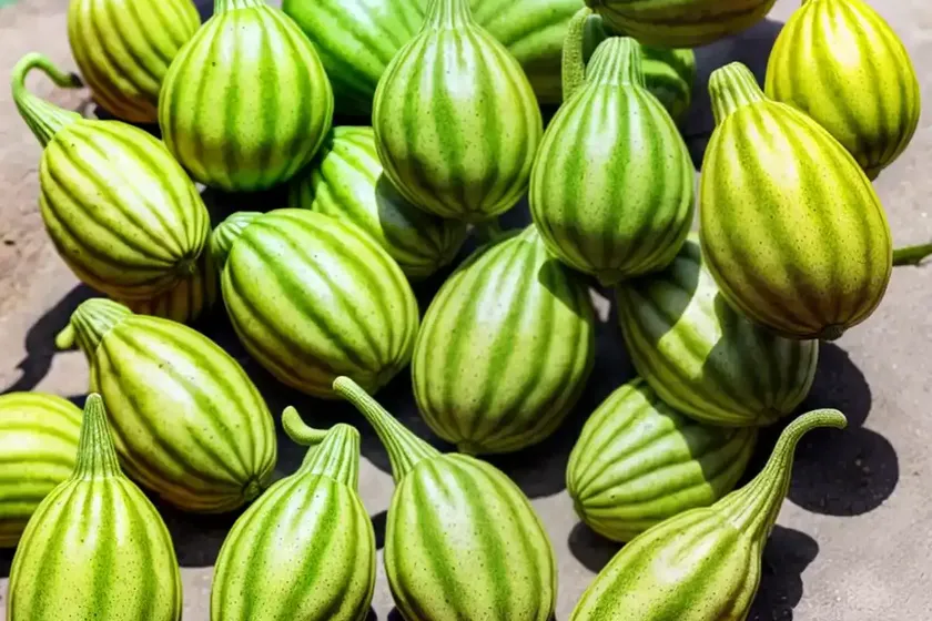 Galia melon (cucumis melo var. reticulatus) — photo 2