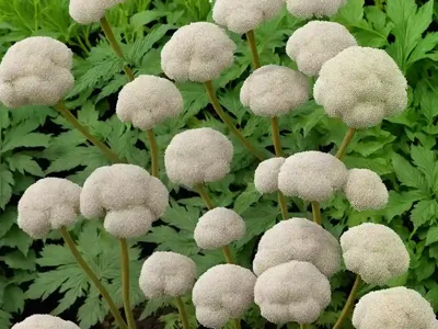 Garden Angelica (Angelica Archangelica)