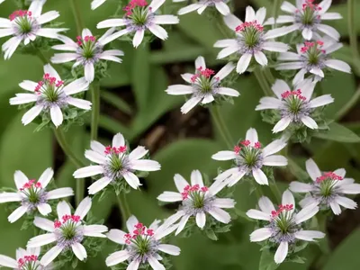 Garden Catchfly (Silene Muscipula)
