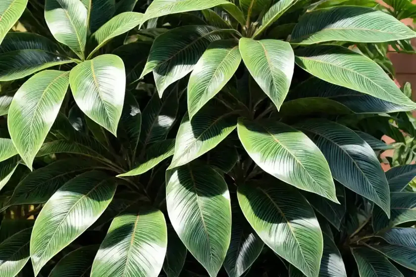 Garden croton (codiaeum variegatum) — photo 2