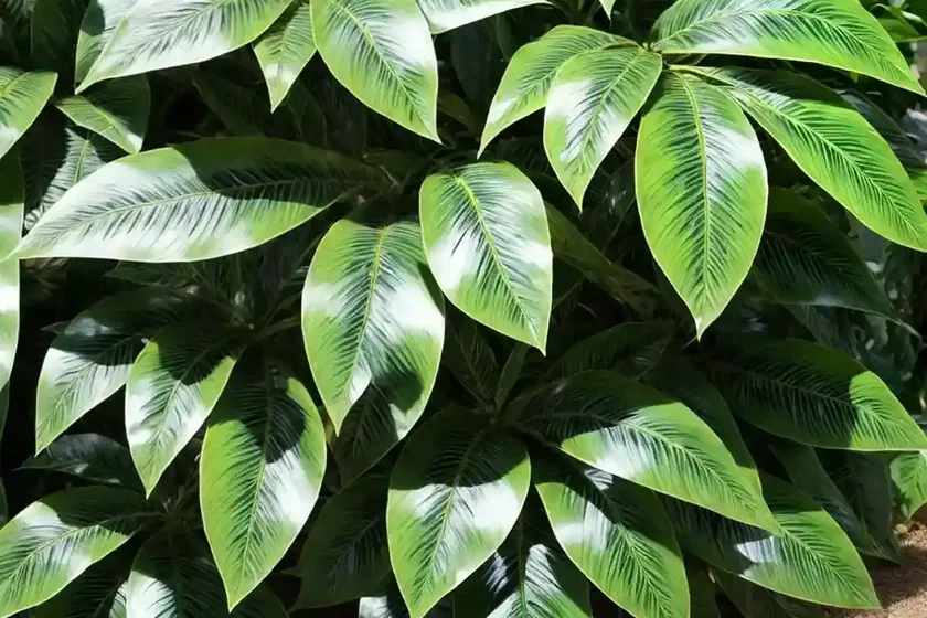 Garden croton (codiaeum variegatum) — photo 3