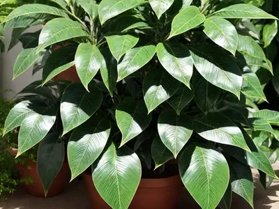 Garden Croton (Codiaeum Variegatum)