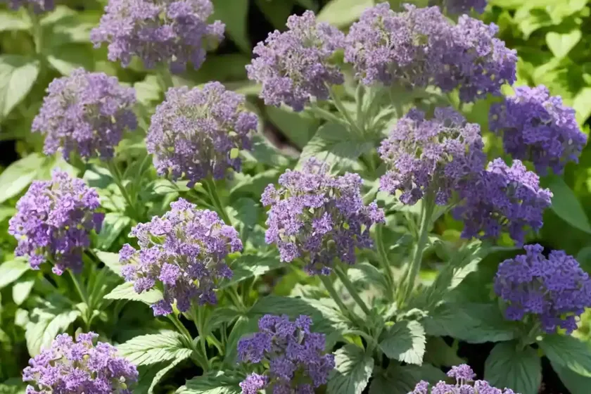Garden heliotrope (valeriana officinalis) — photo 2