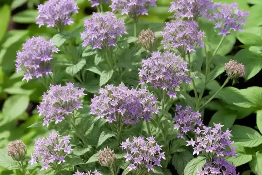 Garden heliotrope (valeriana officinalis) — photo 3