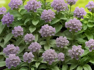 Garden Heliotrope (Valeriana Officinalis)
