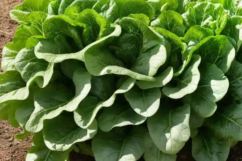 Garden lettuce (lactuca sativa) — photo 2