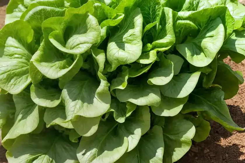 Garden lettuce (lactuca sativa) — photo 3