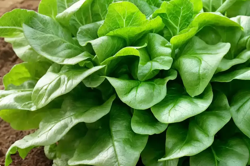 Garden lettuce (lactuca sativa)