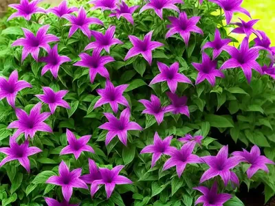 Garden Lobelia (Lobelia Erinus)