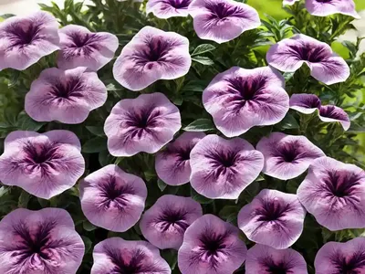 Garden Petunia (Petunia X Atkinsiana)