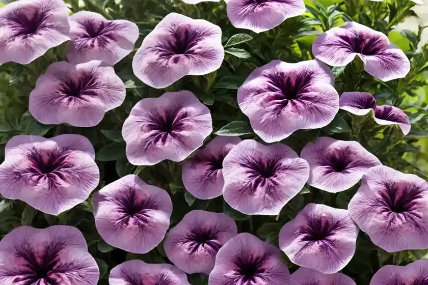 Garden petunia (petunia x atkinsiana)