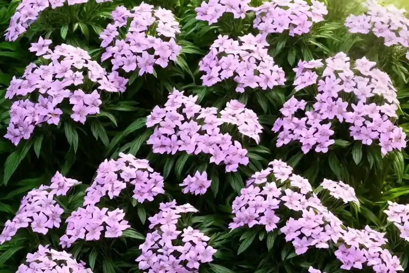 Garden phlox (phlox paniculata) — photo 2