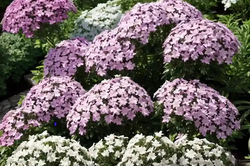 Garden phlox (phlox paniculata) — photo 3