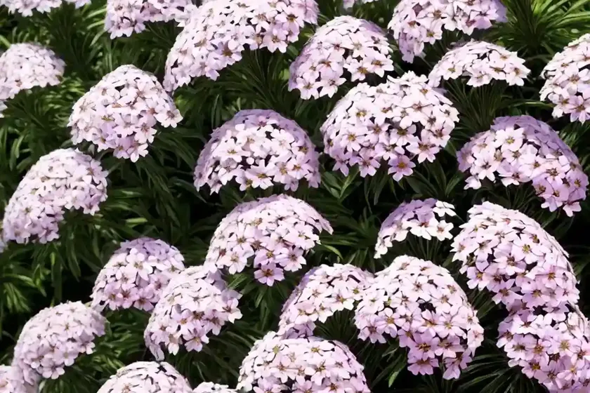 Garden phlox (phlox paniculata) — photo 2
