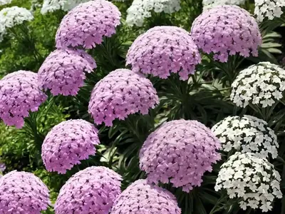 Garden Phlox (Phlox Paniculata)