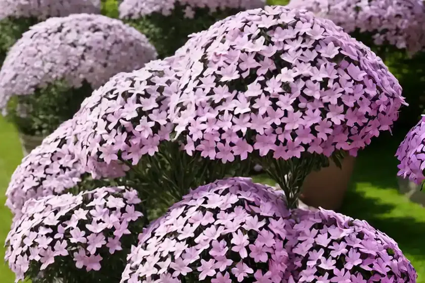 Garden phlox (phlox paniculata)
