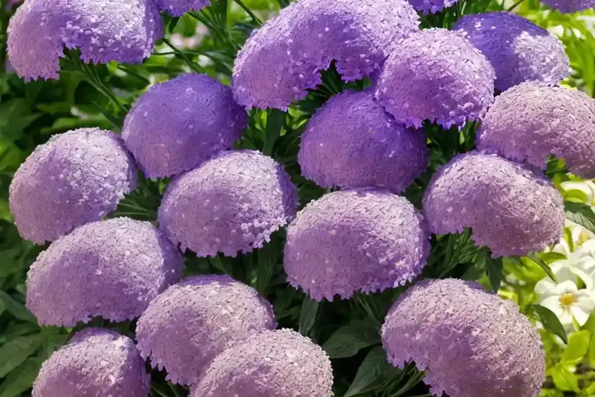 Garden phlox (phlox paniculata ‘barten’ lilac flame) — photo 2