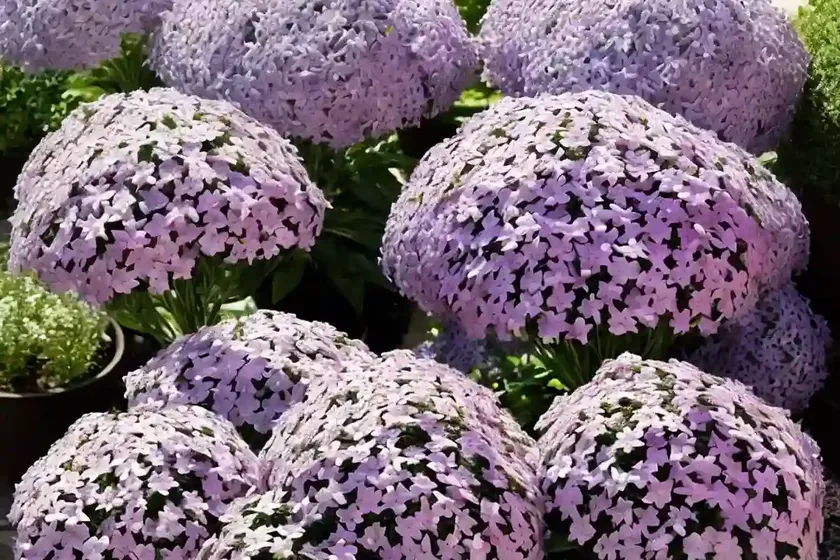 Garden phlox (phlox paniculata ‘barten’ lilac flame) — photo 3