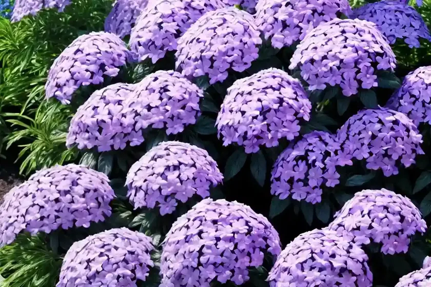 Garden phlox (phlox paniculata ‘blue paradise’) — photo 2