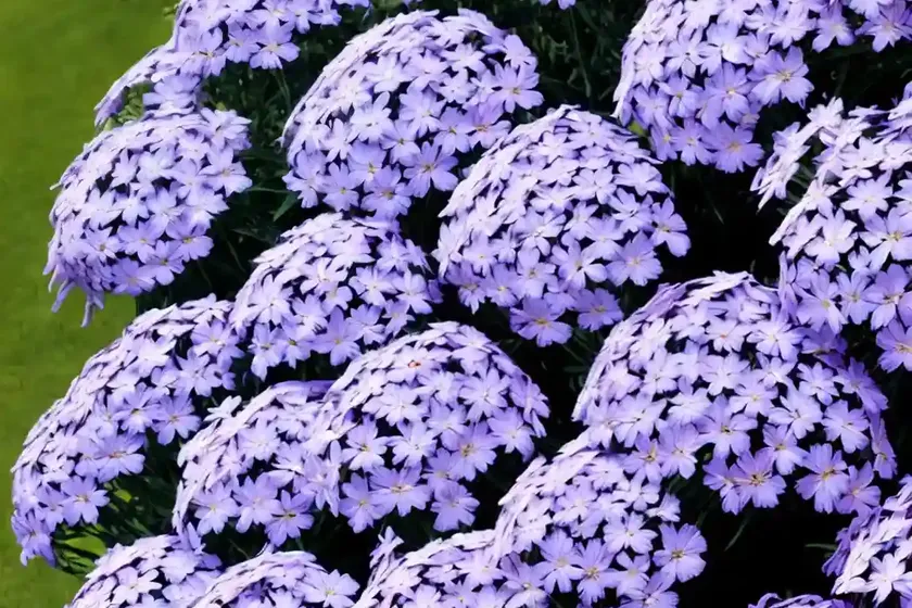 Garden phlox (phlox paniculata ‘blue paradise’) — photo 3