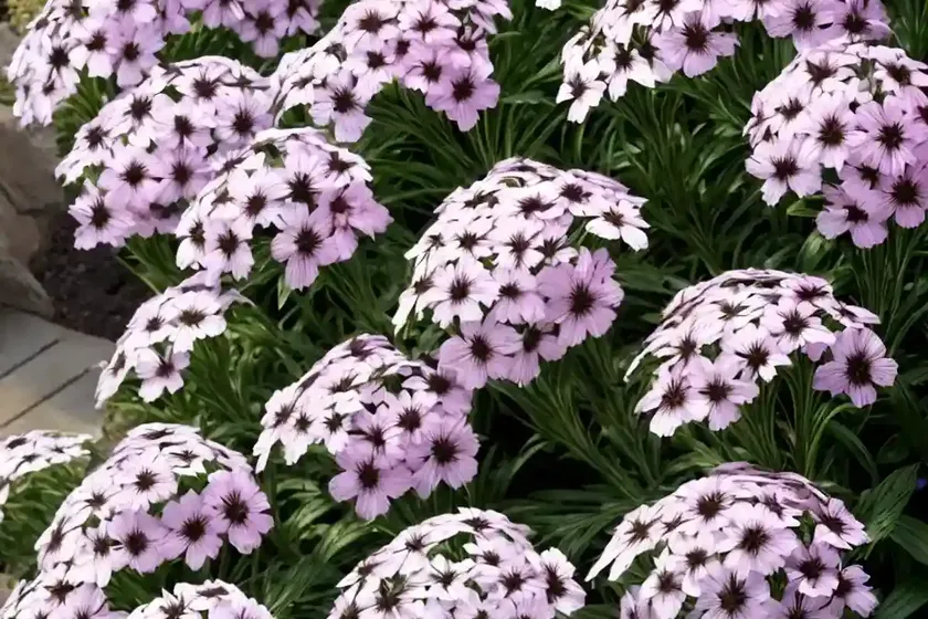 Garden phlox (phlox paniculata ‘bright eyes’) — photo 2