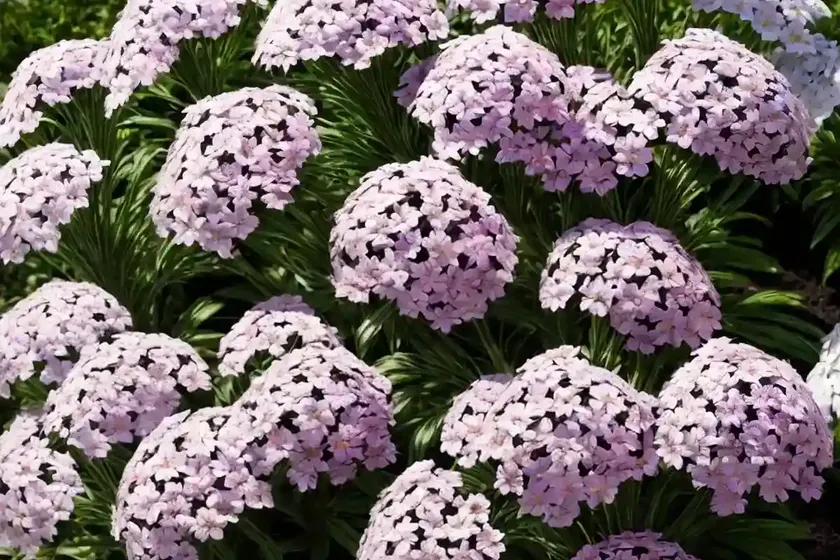 Garden phlox (phlox paniculata ‘bright eyes’) — photo 3