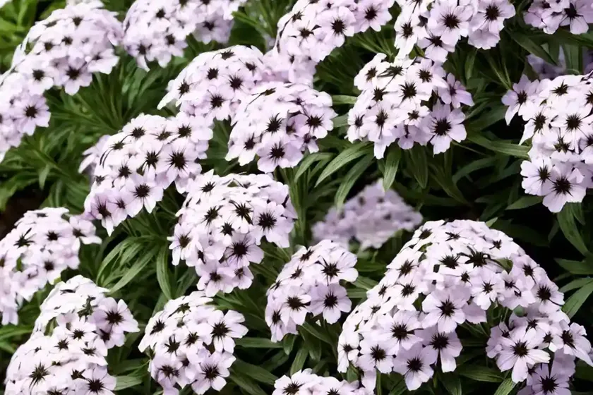 Garden Phlox (Phlox Paniculata ‘Delta Snow’) — photo 2
