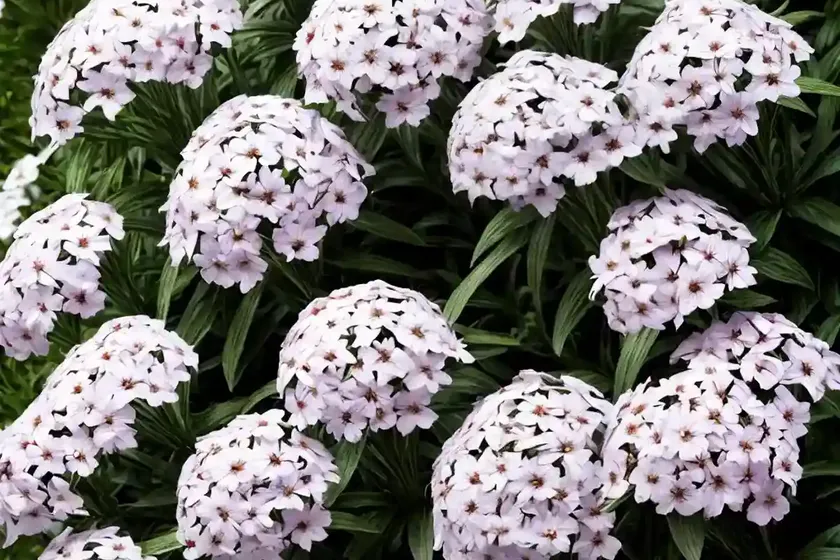Garden Phlox (Phlox Paniculata ‘Delta Snow’) — photo 3