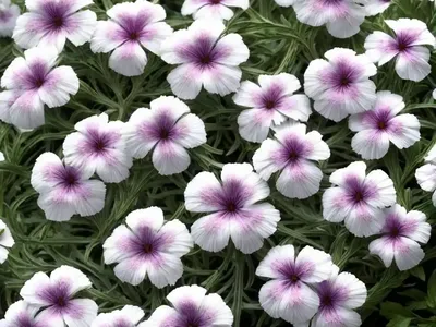 Garden Phlox (Phlox Paniculata ‘Delta Snow’)
