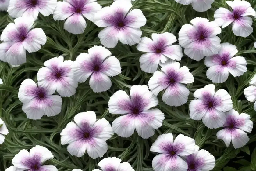 Garden Phlox (Phlox Paniculata ‘Delta Snow’)