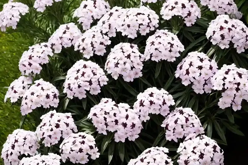 Garden phlox (phlox paniculata ‘empty feelings’) — photo 3