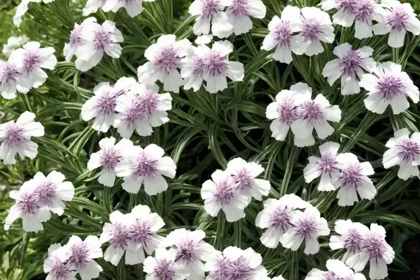 Garden phlox (phlox paniculata f. alba) — photo 3