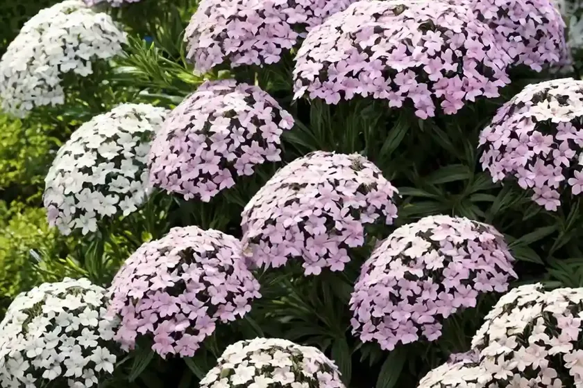 Garden phlox (phlox paniculata ‘jeana’) — photo 2