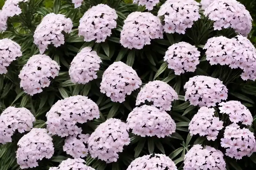 Garden phlox (phlox paniculata ‘jeana’) — photo 3