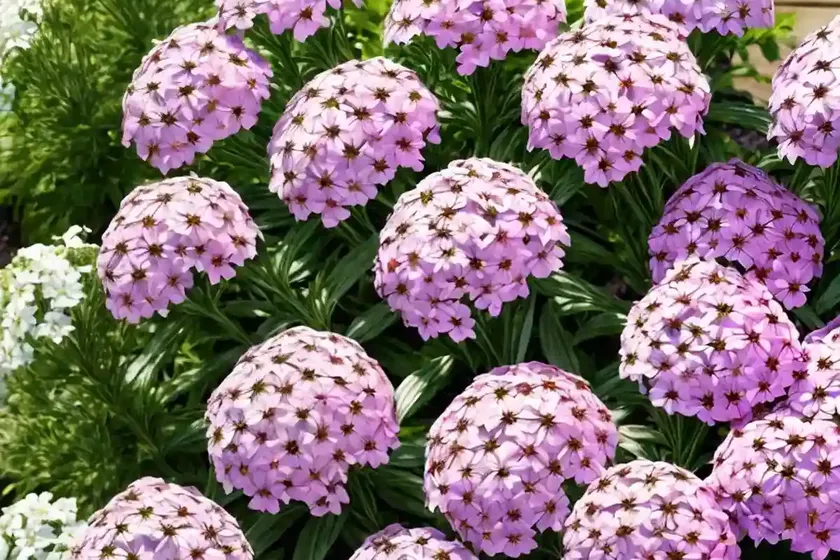 Garden phlox (phlox paniculata ‘miss kelly’) — photo 2