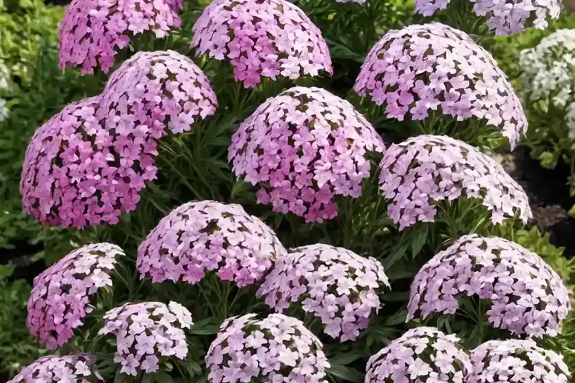 Garden phlox (phlox paniculata ‘miss kelly’) — photo 3
