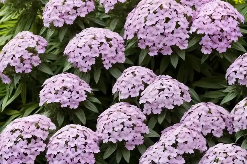 Garden Phlox (Phlox Paniculata ‘Shockwave’) — photo 2